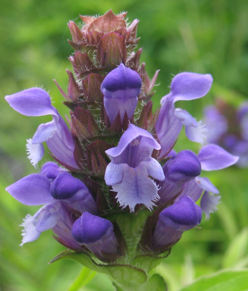 Self - Heal
